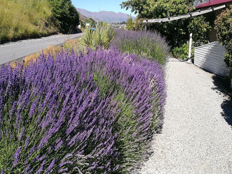 Aquarius De Lavender View